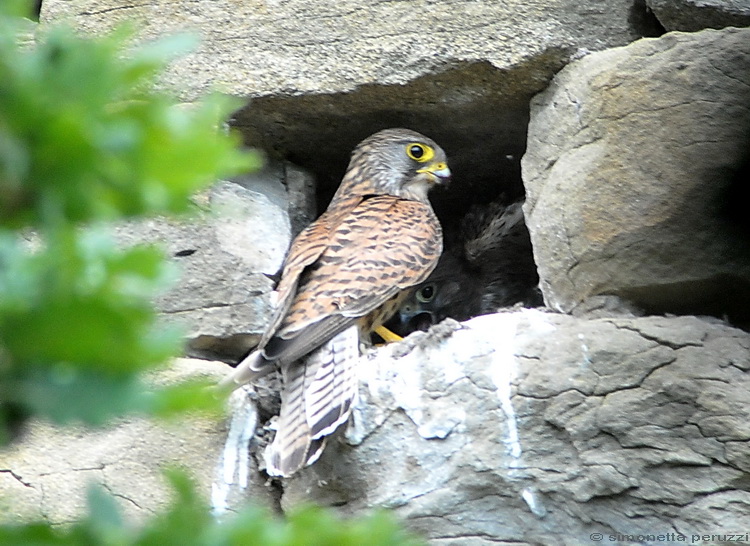 Falco tinnunculus / Gheppio